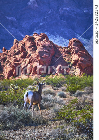 Bighorn Sheep in Desert Landscape With Red Rocks and Shrubs in Valley of Fire Bighorn Sheep in Desert Landscape With Red Rocks and Shrubs in Valley of Fire 142882343
