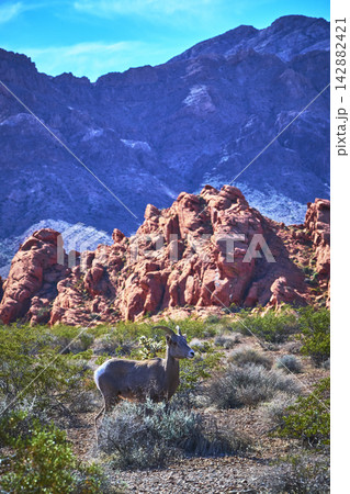 Bighorn Sheep in Desert Landscape with Red Rock Formations and Rugged Mountains Bighorn Sheep in Desert Landscape with Red Rock Formations and Rugged Mountains 142882421