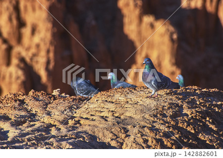 Pigeon Flock Perched on Sunlit Rock Formation in Dramatic Canyon Landscape Pigeon Flock Perched on Sunlit Rock Formation in Dramatic Canyon Landscape 142882601