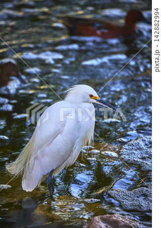Snowy Egret In Water At Henderson Bird Viewing Preserve With Duck Reflections 142882994