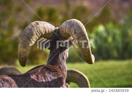 Bighorn Sheep Curved Horns on Green Grass in Sunlit Nevada Park Bighorn Sheep Curved Horns on Green Grass in Sunlit Nevada Park 142883039