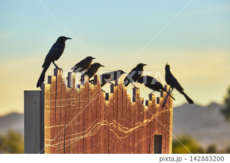Grackles Perched on Wooden Fence at Sunset in Desert Bird Viewing Preserve Grackles Perched on Wooden Fence at Sunset in Desert Bird Viewing Preserve 142883200