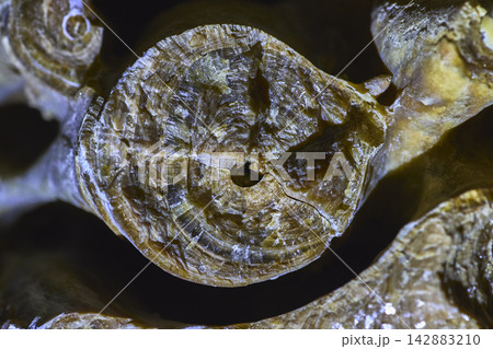 Macro Close Up of Petrified Mineral Formation with Concentric Rings and Crystal Texture 142883210