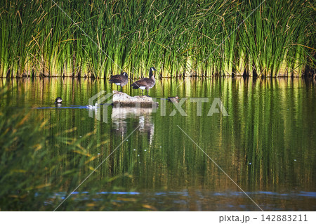 Geese and Duck on Pond with Tall Reeds at Henderson Bird Viewing Preserve 142883211