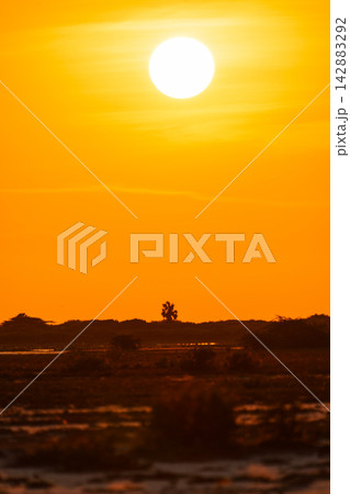 Breathtaking golden sunset over a tropical wetland landscape with the glowing sun Breathtaking golden sunset over a tropical wetland landscape with the glowing sun 142883292