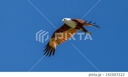 Majestic Eagle soaring through a clear blue sky Majestic Eagle soaring through a clear blue sky 142883322