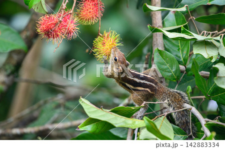 Squirrel feeding on ripe rambutan fruit in tropical foliage 142883334