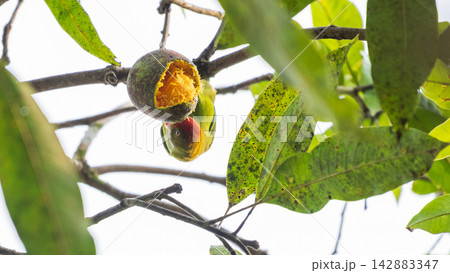 Hanging parrot clings upside down to a tree branch while feeding on a ripe mango 142883347