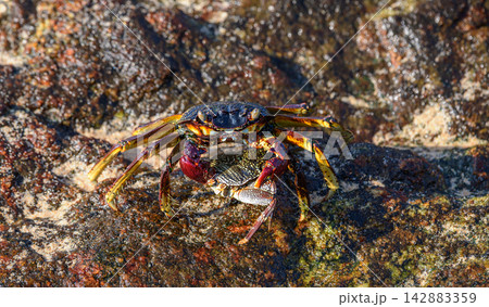 Two crabs interact on a wet, algae-covered rock in the intertidal zone 142883359