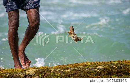 A fisherman lifting a spotted grouper catch from the ocean waves, fishing on a rocky shoreline A fisherman lifting a spotted grouper catch from the ocean waves, fishing on a rocky shoreline 142883368