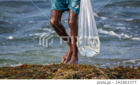 A fisherman walks across a rocky intertidal shoreline, carrying freshly caught fish in a clear plastic bag filled with seawater A fisherman walks across a rocky intertidal shoreline, carrying freshly caught fish in a clear plastic bag filled with seawater 142883377