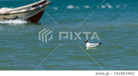 Isolated Brown-headed gull floating on calm turquoise sea water beside the fishing boat. Isolated Brown-headed gull floating on calm turquoise sea water beside the fishing boat. 142883402