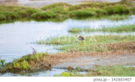 A common redshank standing in a wetland lagoon surrounded by lush green marsh vegetation 142883407