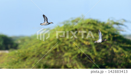 Pair of ducks flying above a wetland habitat 142883413