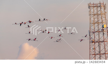 A flock of Flamingos flying past a telecommunications tower A flock of Flamingos flying past a telecommunications tower 142883434