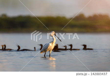 Eurasian spoonbill standing in wetland water at sunrise with waterbirds in background Eurasian spoonbill standing in wetland water at sunrise with waterbirds in background 142883437