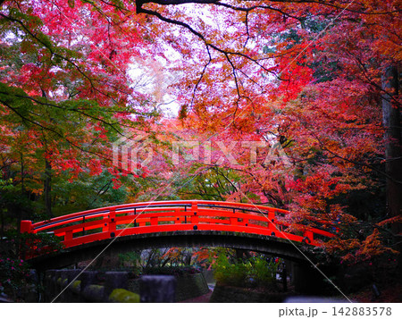 朱色太鼓橋と紅葉、北野天満宮 142883578