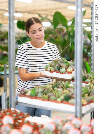 Smiling young woman choosing ornamental potted succulents in greenhouse Smiling young woman choosing ornamental potted succulents in greenhouse 142884417