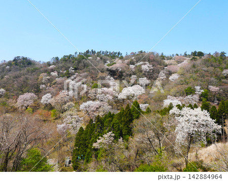 桜が咲き広がる山と青空の春の風景 142884964