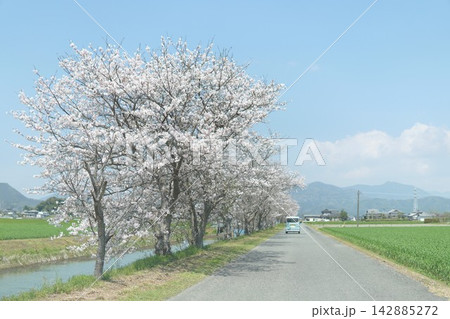 川沿いの桜並木を走る車 142885272