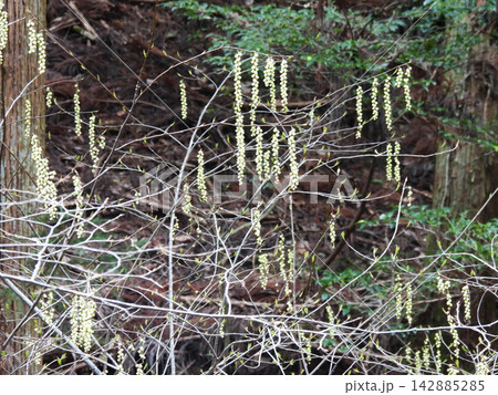 山道に春の訪れを告げるキブシの花穂 山道に春の訪れを告げるキブシの花穂 142885285