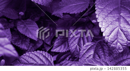 Vibrant Purple Foliage Background 142885355
