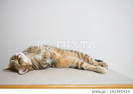 昼寝する猫のリラックスした表情 昼寝する猫のリラックスした表情 142885429
