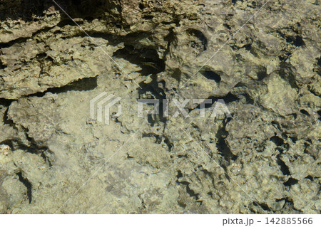 磯の岩肌に隠れる魚 142885566