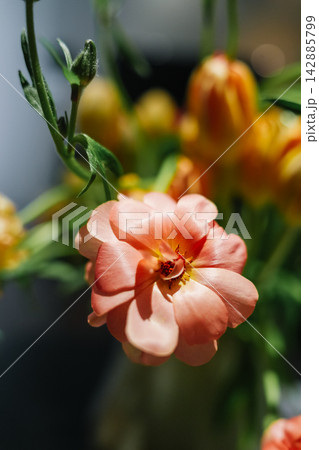 Pink Butterfly Ranunculus Hera flower closeup 142885799