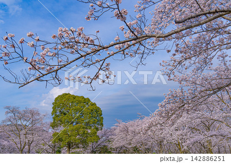 青空の下で満開を迎えた桜の公園 青空の下で満開を迎えた桜の公園 142886251