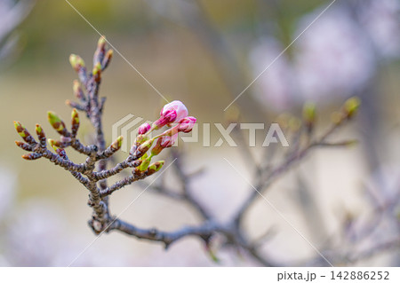 咲き始める桜のつぼみを写した春の枝 咲き始める桜のつぼみを写した春の枝 142886252