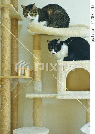 家猫と暮らす愉快で楽しい生活 家猫と暮らす愉快で楽しい生活 142886433