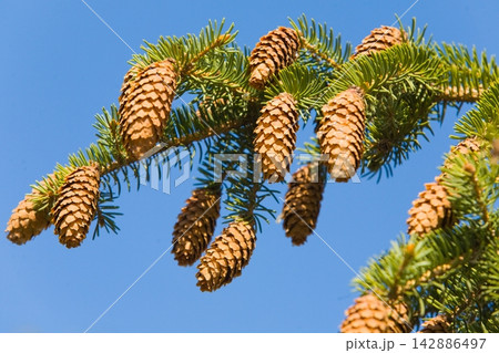 Close up of a green fir cone on a fir tree branch, young fir cone showing a green hue with hints of pink at its tips Close up of a green fir cone on a fir tree branch, young fir cone showing a green hue with hints of pink at its tips 142886497