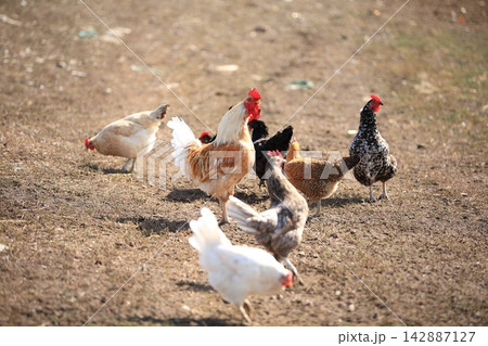 Group of chickens on a farm yard chicken eco farm, free range chickens and care of poultry, raising chickens on a poultry farm Group of chickens on a farm yard chicken eco farm, free range chickens and care of poultry, raising chickens on a poultry farm 142887127