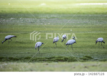 Common cranes birds ( Grus grus ) Common cranes birds ( Grus grus ) 142887128