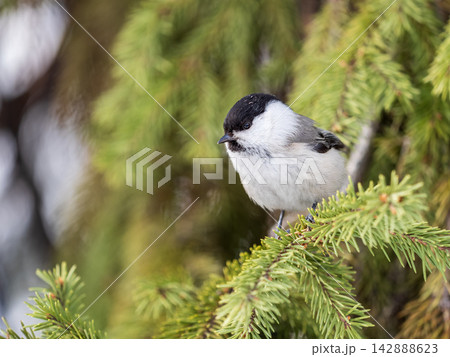 Cute bird the willow tit, song bird sitting on the fir branch Cute bird the willow tit, song bird sitting on the fir branch 142888623