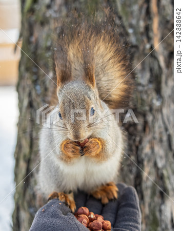 Squirrel eats nuts from a man's hand. Caring for animals in winter or autumn. Squirrel eats nuts from a man's hand. Caring for animals in winter or autumn. 142888642