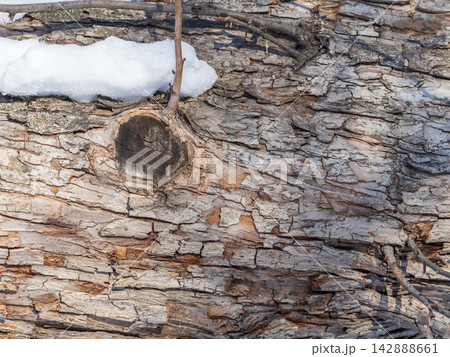 The texture of the bark of an old apple tree with snow in winter The texture of the bark of an old apple tree with snow in winter 142888661