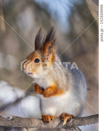 Portrait of a squirrel on a tree trunk Portrait of a squirrel on a tree trunk 142888666