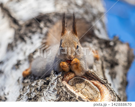 Portrait of a squirrel on a tree trunk Portrait of a squirrel on a tree trunk 142888670