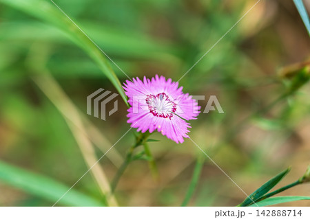 Beautiful hot pink carnation field flowers, Dianthus Campestris, close up, selected focus. 142888714