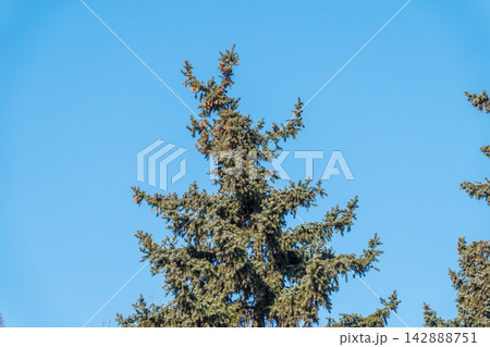 Green spruce branches with needles and cones against a blue sky in winter. Many cones on spruce. Fir tree. Green spruce branches with needles and cones against a blue sky in winter. Many cones on spruce. Fir tree. 142888751