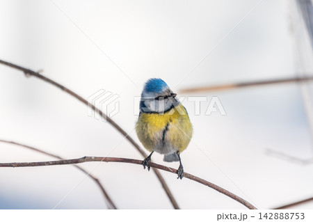Cute bird, Eurasian blue tit, songbird sitting on a branch without leaves in the autumn or winter Cute bird, Eurasian blue tit, songbird sitting on a branch without leaves in the autumn or winter 142888753