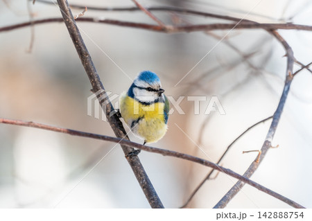 Cute bird, Eurasian blue tit, songbird sitting on a branch without leaves in the autumn or winter Cute bird, Eurasian blue tit, songbird sitting on a branch without leaves in the autumn or winter 142888754