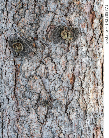 The bark of an old tree. Larch bark. The bark of an old tree. Larch bark. 142888771