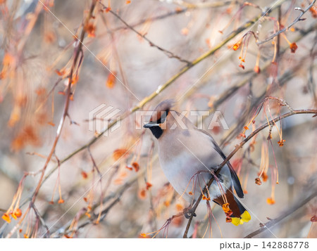 Bohemian Waxwing, Bombycilla garrulus, sitting on the bush and feeding on wild red apples in winter or early spring time. Bohemian Waxwing, Bombycilla garrulus, sitting on the bush and feeding on wild red apples in winter or early spring time. 142888778