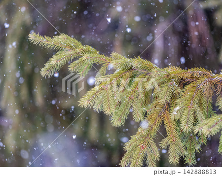 Green fir branches in winter covered with snow Green fir branches in winter covered with snow 142888813