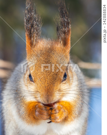 Portrait of a squirrel on a tree trunk Portrait of a squirrel on a tree trunk 142888834