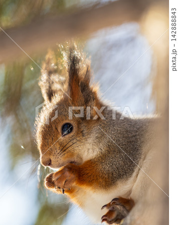 Portrait of a squirrel on a tree trunk Portrait of a squirrel on a tree trunk 142888843