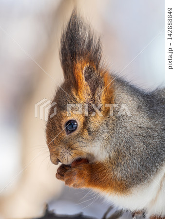 Portrait of a squirrel on a tree trunk 142888849